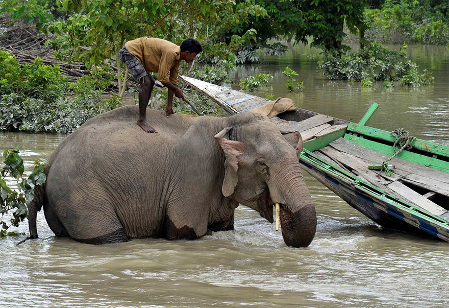 A Mahout Bathes His Elephant Inside The Flooded Kaziranga National Park In Nagaon District, In The Northeastern State Of Assam, India