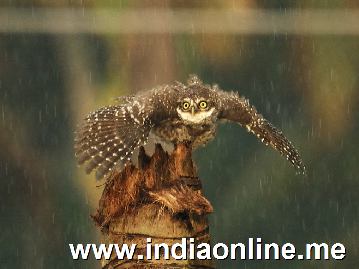 Spotted Owlet in the rain!!!