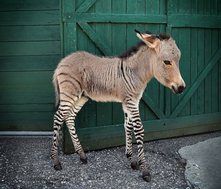 zonkey-half-zebra-half-donkey-8