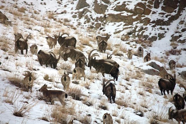 Hemis National Park