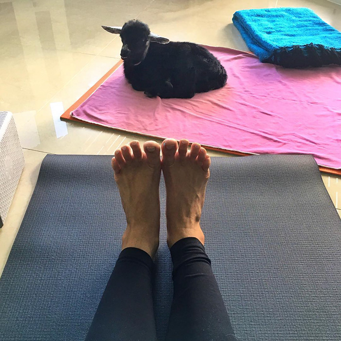 yoga-goat-penny-rachel-brathen-55