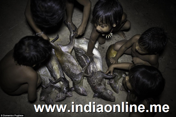 Childhood: The tribe's children grow up with animals by their sides, as most Awa people adopt several wild creatures as family pets