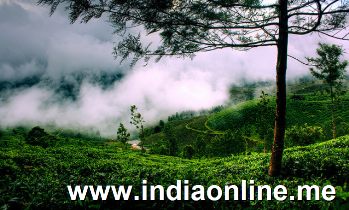 Tea Plantation, Munnar