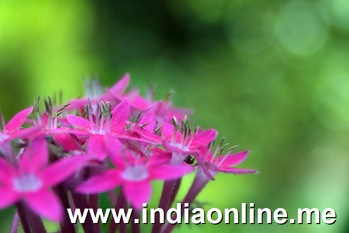 Pink Flower and Green Bokeh : HBW