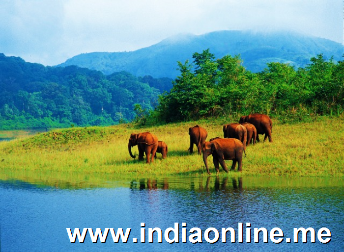 Elephant Herd Near Thekkady
