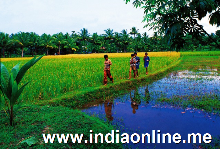 Children Playing in the Paddy Field