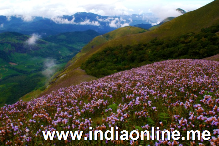 neela-kuringhi-munnar