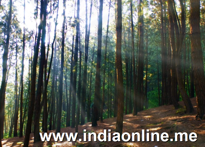 Vagamon Pine Forest