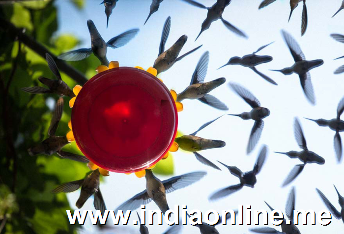hummingbird-feeder-long-exposure-angled-mirror-3