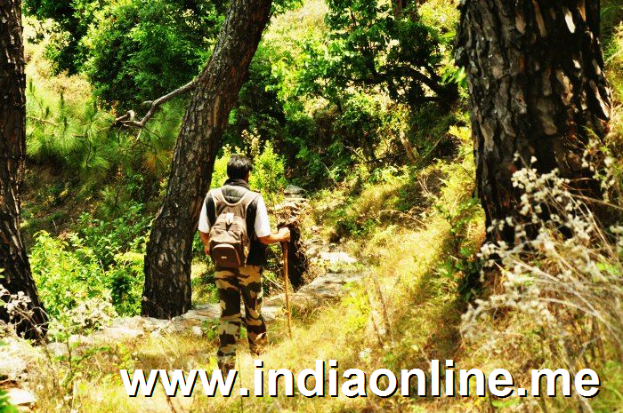 Trek in the jungle trails and spot the myriad wildlife of Binsar