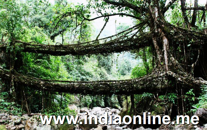 Root bridges in Cherrapunji