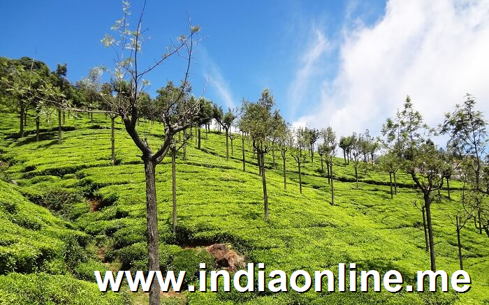 Ooty 