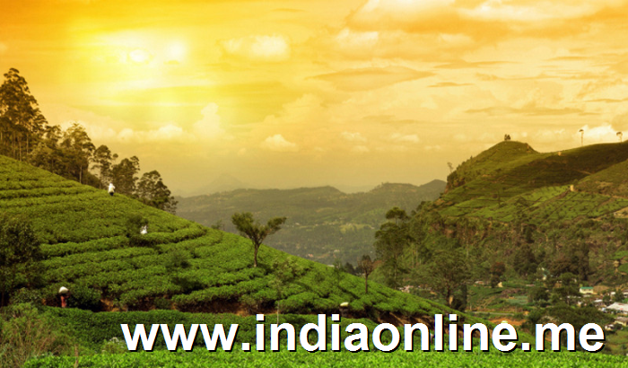 tea-gardens-walk-munnar-things-to-do-in-keala
