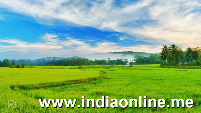 kerala-paddy-fields-walking