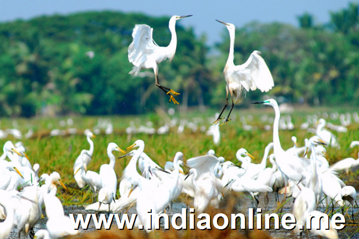 Kerala bird sactuarues