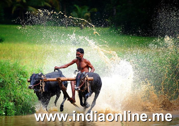 maramadi-bullock-cart-race-kerala