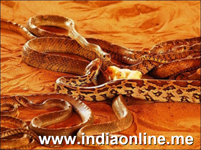 snake-park-parassinikkadavu