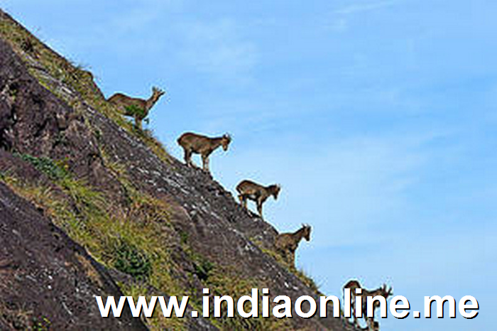 Nilgiri Tahr in Munnar