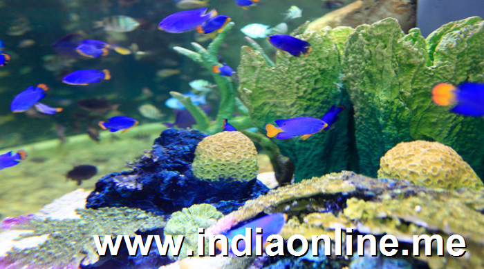 insane-facts-about-dubai-pampup-8