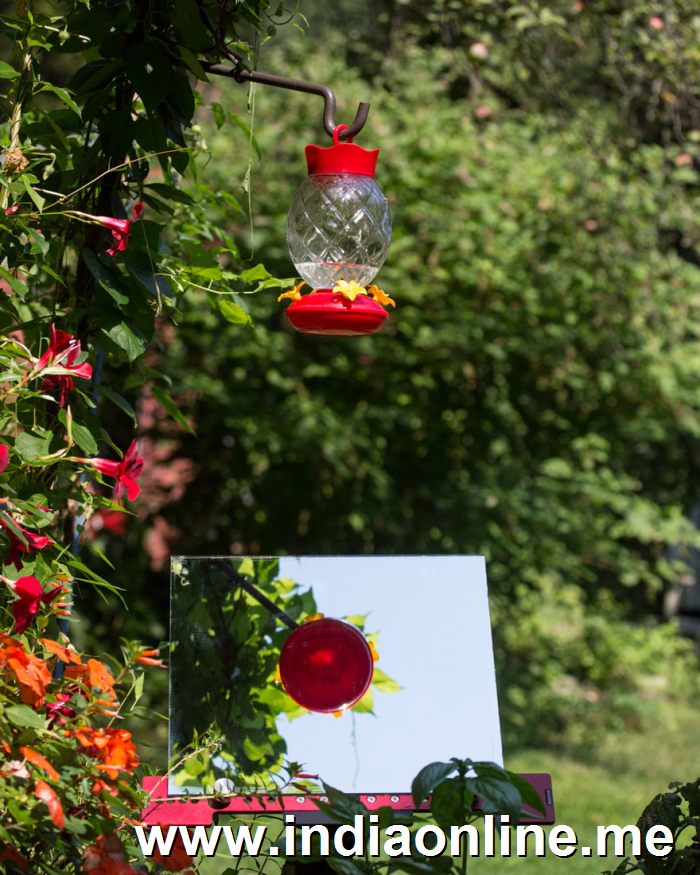 hummingbird-feeder-long-exposure-angled-mirror-9