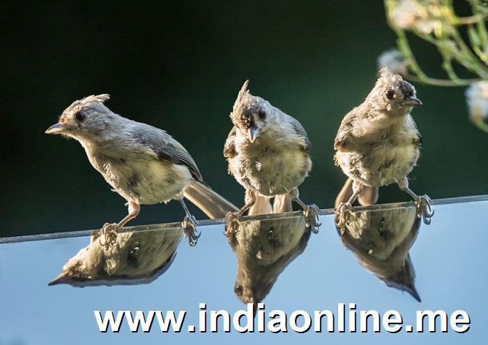 hummingbird-feeder-long-exposure-angled-mirror-10